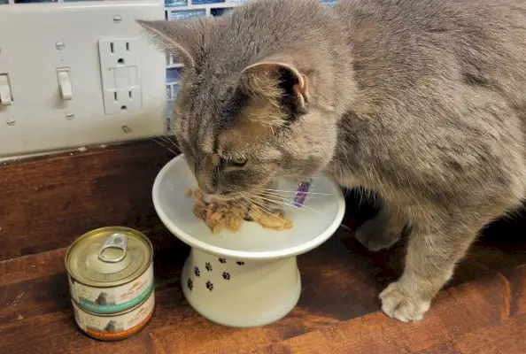 gato comendo almo natureza molhado comida de gato