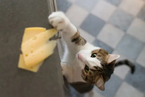 Das Bild zeigt eine Katze, die versucht, ein Stück Käse zu stehlen