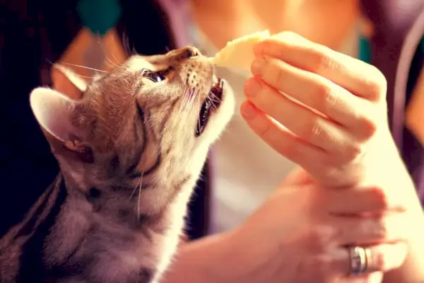 Image d'un chat du Bengale mangeant du fromage, illustrant un félin