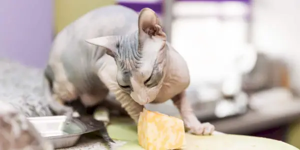 Afbeelding van een Sphynx-kat die kaas eet, wat een moment van katachtige nieuwsgierigheid en interactie met menselijk voedsel benadrukt