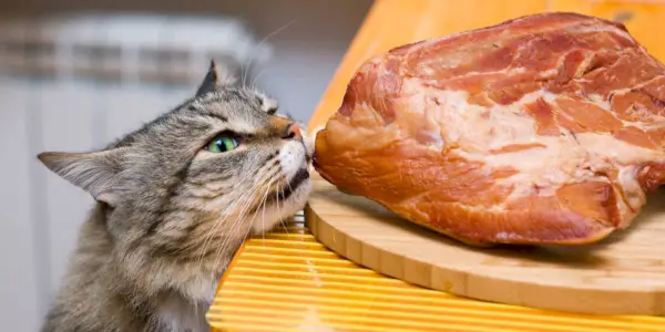 猫は豚肉を食べても大丈夫？