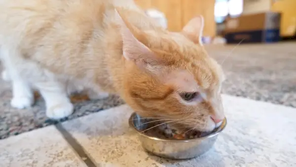 Katt äter Cat Person kattmat från en skål