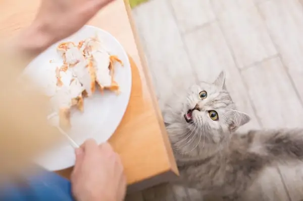 Zufriedene Katze mit Truthahnkeule genießt ein schmackhaftes Katzenfest.