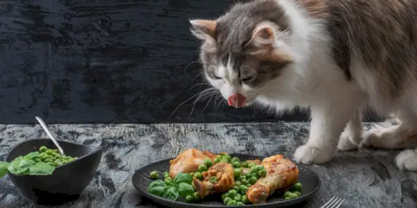 Zufriedene Katze genießt eine Truthahnmahlzeit.