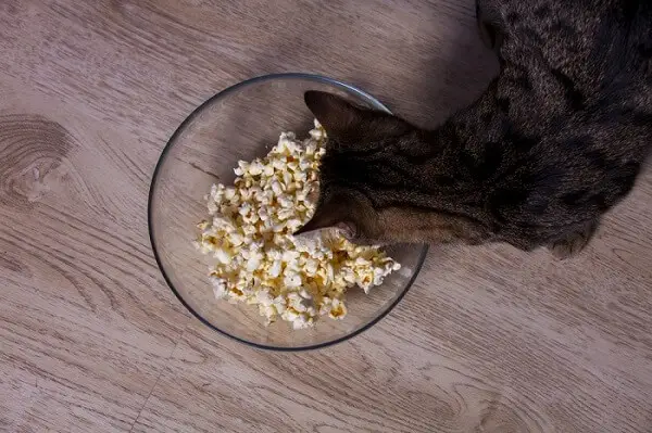 Viehättävä kuva kissasta, joka tuijottaa uteliaasti popcorn-kulhoa.