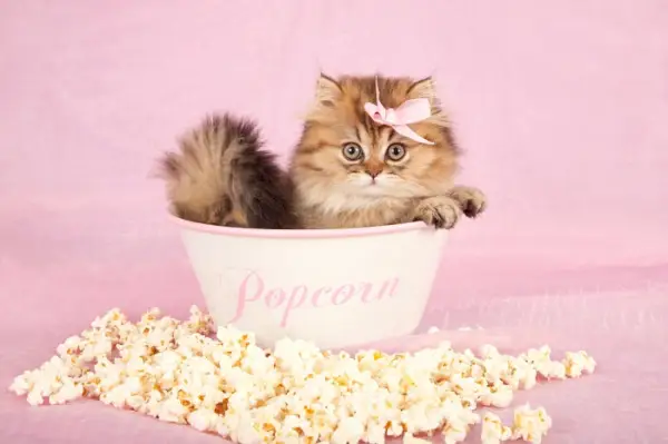 Adorable scène mettant en scène un chaton curieux enquêtant sur un bol de pop-corn.