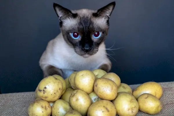 ¿Pueden los gatos comer patatas?