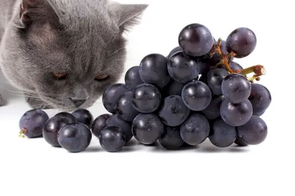 Immagine che ritrae un gatto che mangia l'uva, trasmettendo l'importanza della consapevolezza sulla tossicità dell'uva