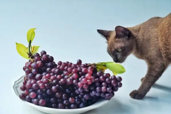 ¿Pueden los gatos comer uvas?