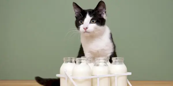 Gato curioso investigando botellas de leche de almendras