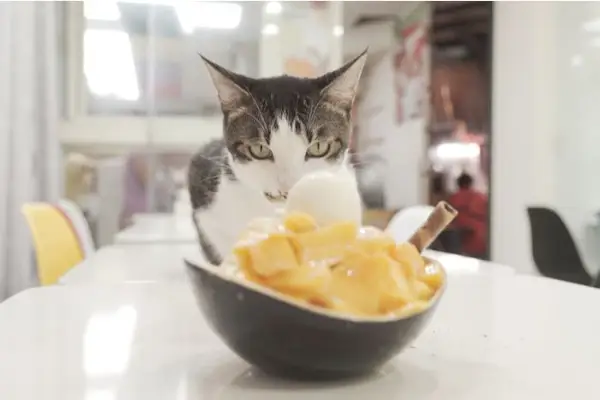 Un plato de helado de mango, que plantea dudas sobre su idoneidad para gatos