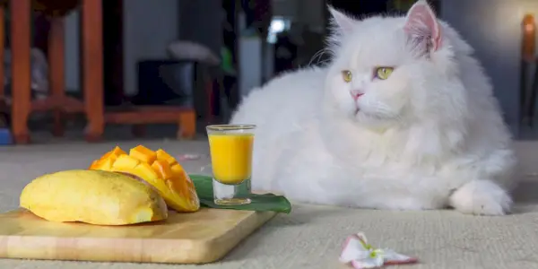 Afbeelding van een kat die mango eet, wat aanleiding geeft tot discussies over de compatibiliteit van deze vrucht met een kat