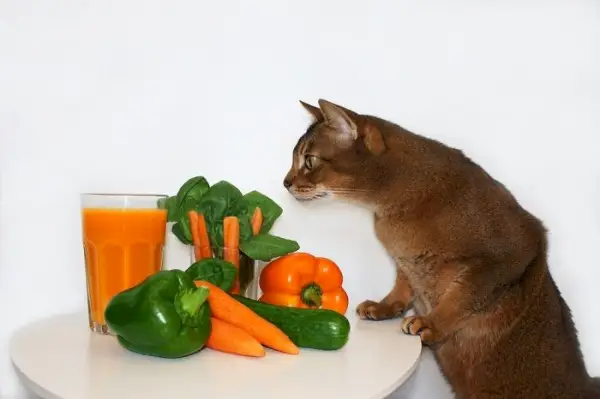 Bunte Szene mit einer Katze neben einer Orange und einem Bund Spinat.