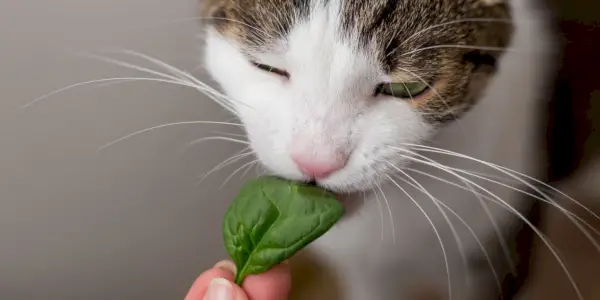 Gatto giocoso con uno sguardo curioso che esplora un mucchio di spinaci freschi.