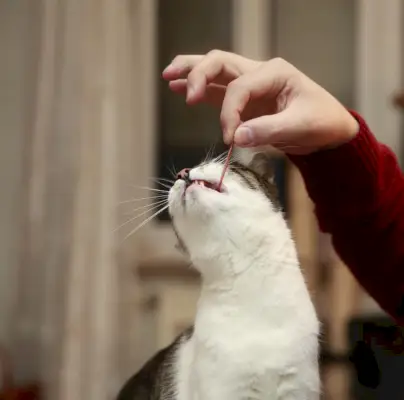 Visuele weergave van katten die spek eten