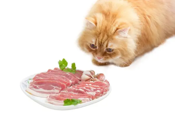 Können Katzen Speck essen?