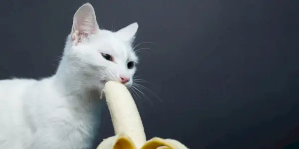 Kat nyder en bid banan