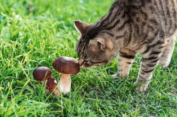 Een afbeelding van een kat in de buurt van paddenstoelen, wat benadrukt hoe belangrijk het is voorzichtig te zijn met de soorten paddenstoelen die in een kat aanwezig zijn