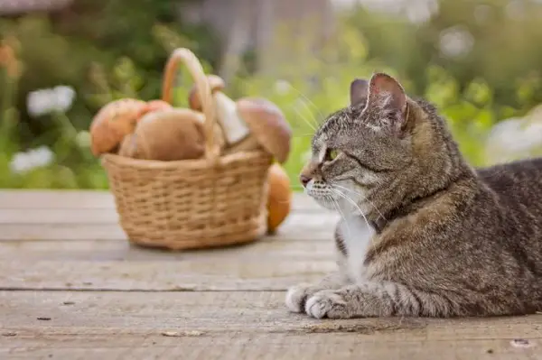 Un chat assis calmement près d'un champignon placé dans un panier