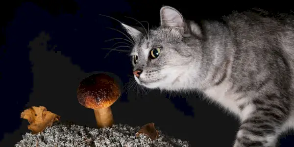 Ein Bild mit einer Katze und einem Pilz, das Bedenken hinsichtlich der potenziellen Gefahren bestimmter Pilze für die Gesundheit von Katzen aufkommen lässt