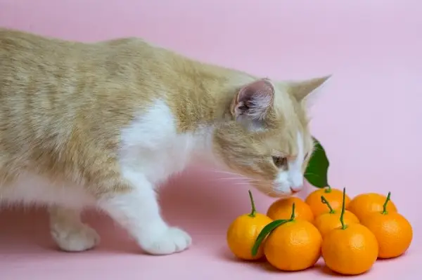 Een kat die nieuwsgierig aan een sinaasappel snuift, waarmee hij zijn natuurlijke nieuwsgierigheid en onderzoek naar verschillende geuren laat zien