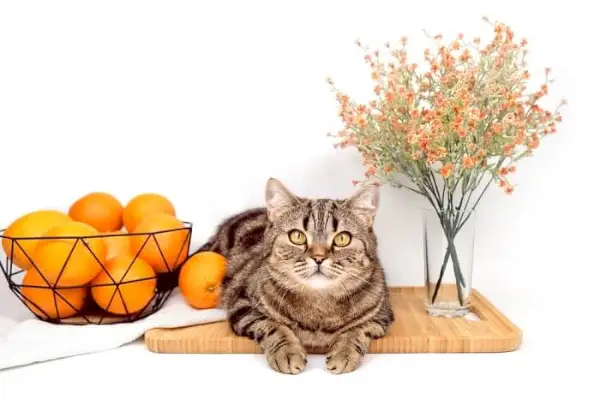 Een kat kijkt nieuwsgierig naar de camera bij een mand met sinaasappels en een bloemenvaas en legt een charmant en nieuwsgierig moment vast