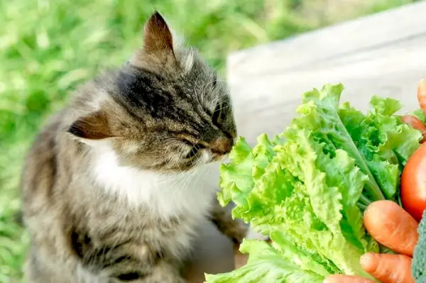 Een kat die aan een combinatie van sla en wortel snuift en zijn nieuwsgierigheid naar verschillende geuren en mogelijk nieuwe etenswaren laat zien