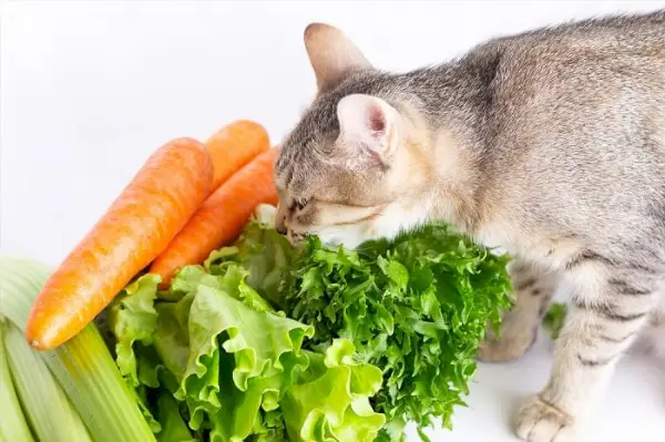 Un gato que huele con curiosidad una mezcla de lechuga, zanahoria y apio