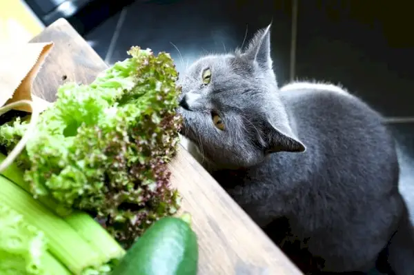 En katt som nysgjerrig snuser på et stykke salat plassert på et bord, og viser sin naturlige utforskning av dufter og omgivelser