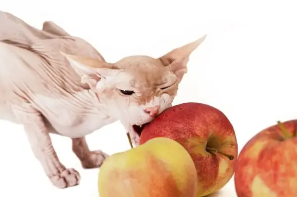 Chat sphynx en présence d'une pomme, un curieux contraste