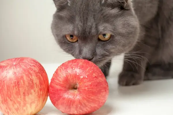 Gato participando en el acto de comer una manzana