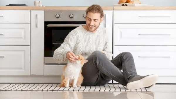 O que é comida de gato de qualidade humana e como ela é diferente