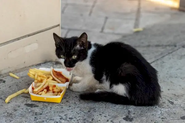 Das Bild zeigt ein streunendes Kätzchen, das Pommes Frites isst. Es verdeutlicht die schwierigen Umstände, mit denen einige streunende Tiere konfrontiert sind, und die Bedeutung einer verantwortungsvollen Pflege und Ernährung für alle Katzen