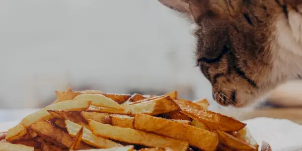 Billede, der fanger en kat i færd med at lugte pommes frites og fremviser kattedyret