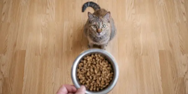 A comida seca é ruim para os gatos?