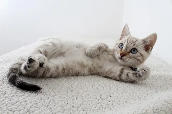 Un chaton espiègle qui dort paisiblement sur le dos, affichant un moment de repos insouciant et attachant pendant la récréation