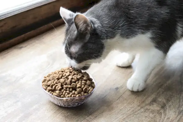 Gato naranja y blanco comiendo comida seca