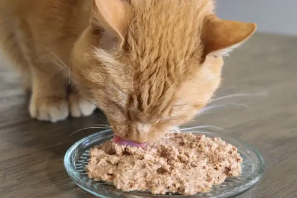 Gato atigrado naranja comiendo comida húmeda