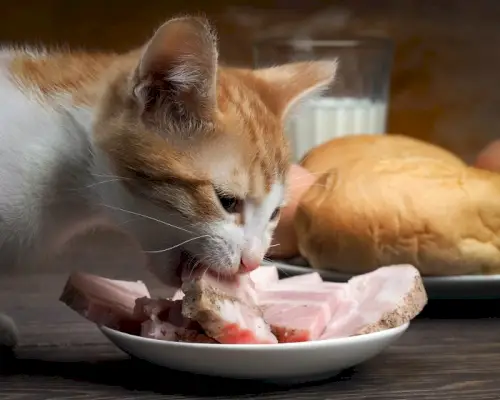 L'immagine di un gatto che mostra interesse per una fetta di prosciutto, catturando un momento di curiosità e interazione con il cibo umano