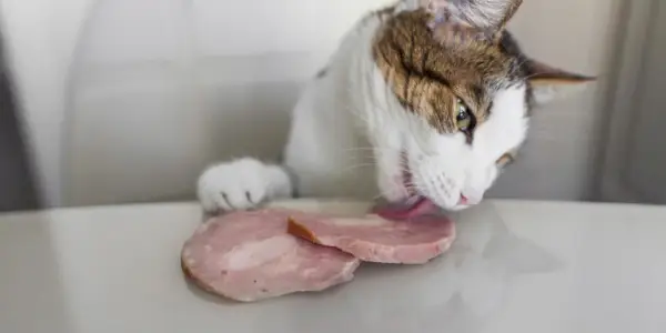 Un gatto che gusta un boccone di prosciutto, mostrando la sua curiosità verso cibi e sapori diversi.