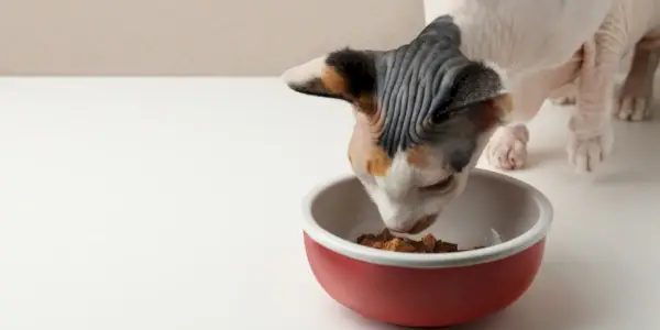 Image d'un bol rempli de nourriture au poulet de haute qualité pour chats, spécialement préparée pour offrir une nutrition et une saveur optimales.