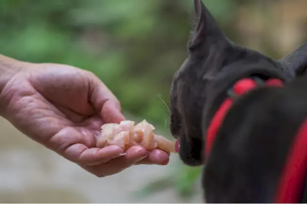 Image d'avertissement illustrant les risques associés à la consommation de poulet cru par les chats, mettant en évidence les risques et les préoccupations potentiels pour la santé.