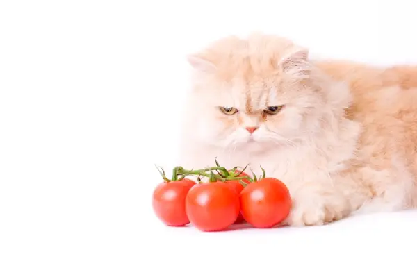 Chat curieux entouré de tomates, soulignant sa curiosité pour les aliments inhabituels.