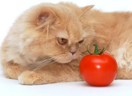 Un gato curioso investiga un tomate, lo que plantea dudas sobre las preferencias dietéticas felinas.