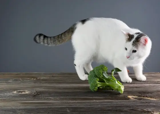 Katze probiert Brokkoli, eine kuriose kulinarische Erkundung