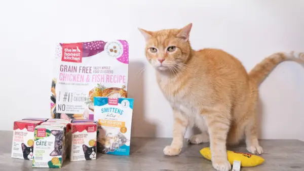 The Honest Kitchen Cat Food Review