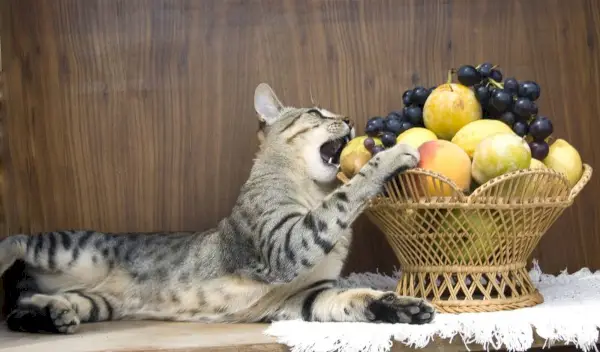 il gatto sta mangiando la frutta nel cestino