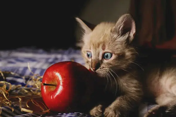 Katje met appel