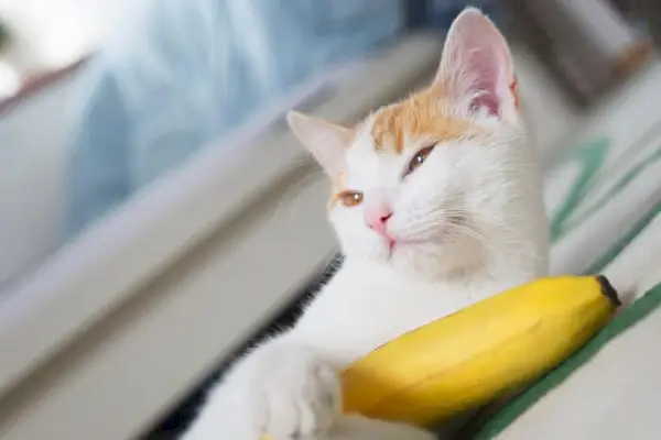 fordelene ved banan til katte