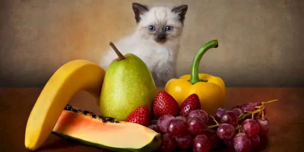 子猫が野菜や果物で遊ぶ